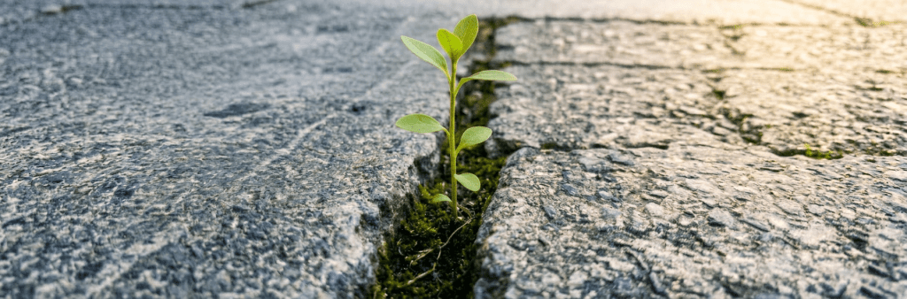 Small green plant growing in crack of concrete sidewalk